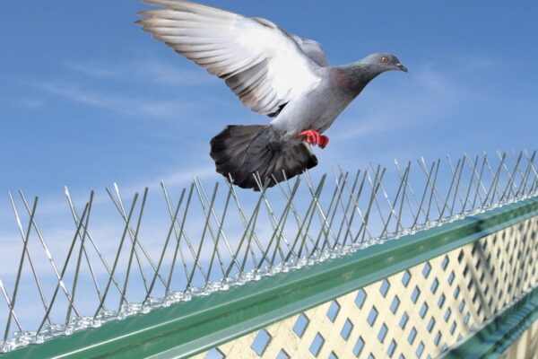 شركة تركيب طارد الحمام بالدمام | شركة ركن الاندلس