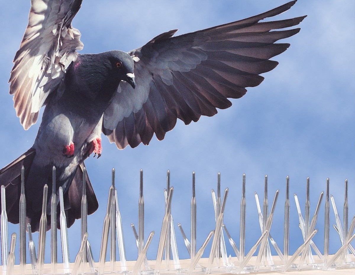 شركة تركيب طارد الحمام بالدمام | شركة ركن الاندلس